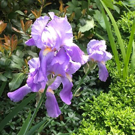 Apartament House&Garden San Donato Milanese Zewnętrze zdjęcie